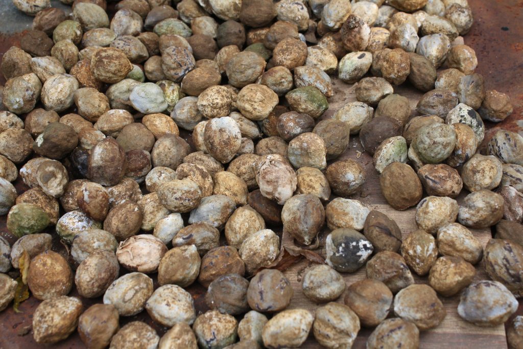 Kemiri_candlenut_Aleurites moluccanus